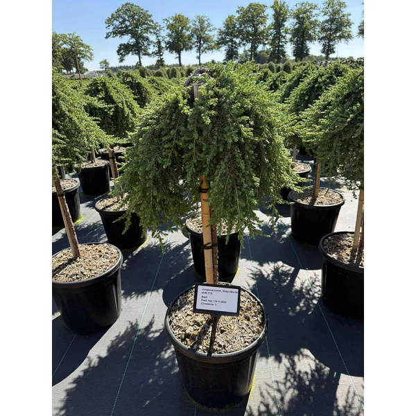 Közönséges boróka   JUNIPERUS COMMUNIS GREEN MANTLE T60 K15