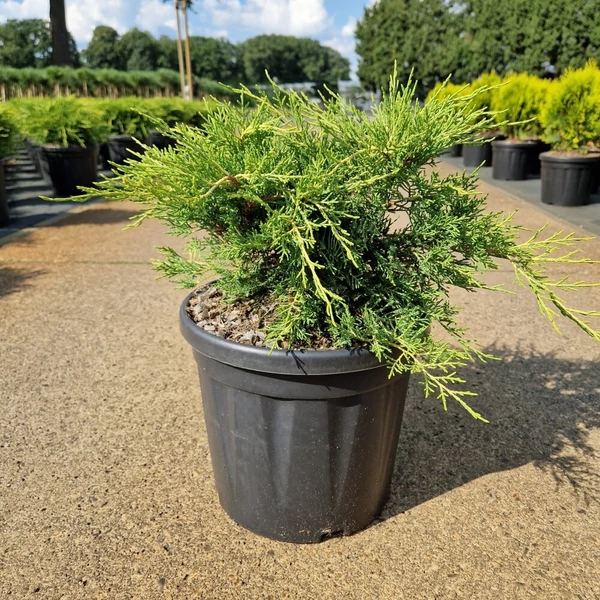 Arany boróka JUNIPERUS MEDIA OLD GOLD 30/40 K8