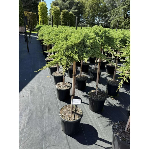 Japán törpeboróka JUNIPERUS PROCUMBENS NANA T80 K15