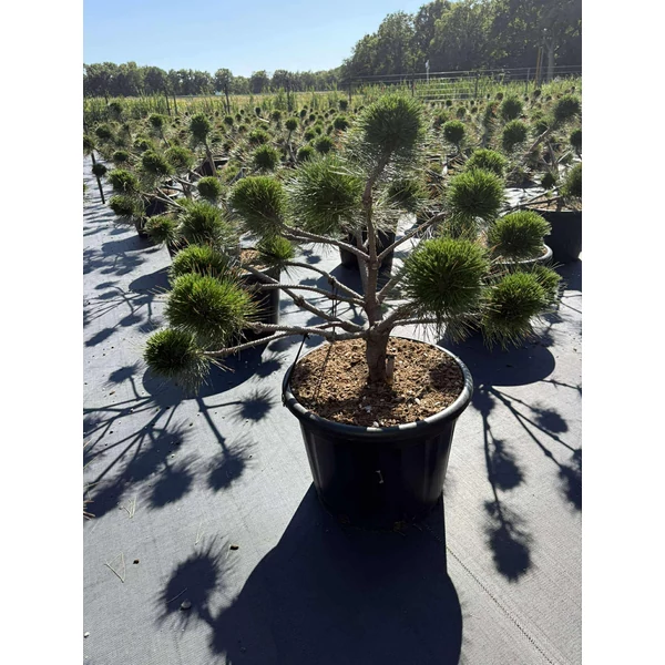 Hosszútűjű gömb feketefenyő  PINUS NIGRA BREPO BONSAI 80/90 K65