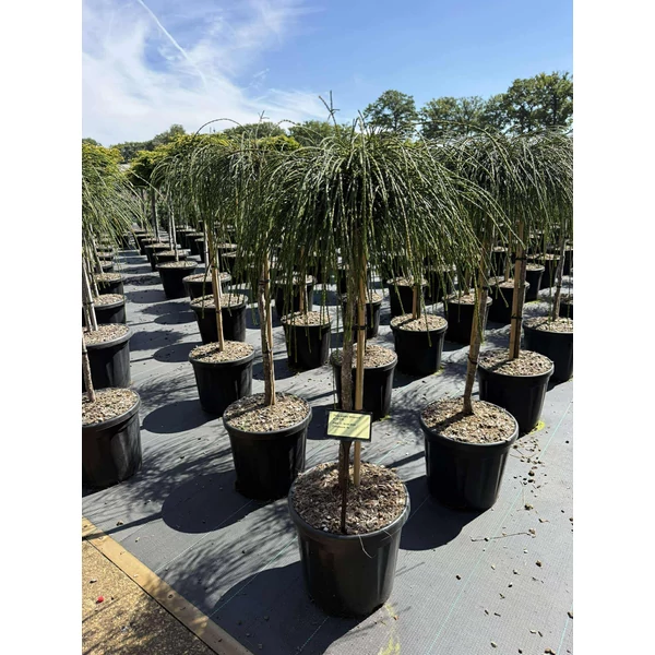 Fonalas tuja  THUJA PLICATA WHIPCORD T80 K11