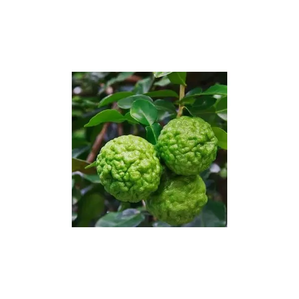 Kaffir lime  CITRUS HYSTRIX T1/4 70/80 K5 (ZÖLD SZÖGLETES CSERÉP)