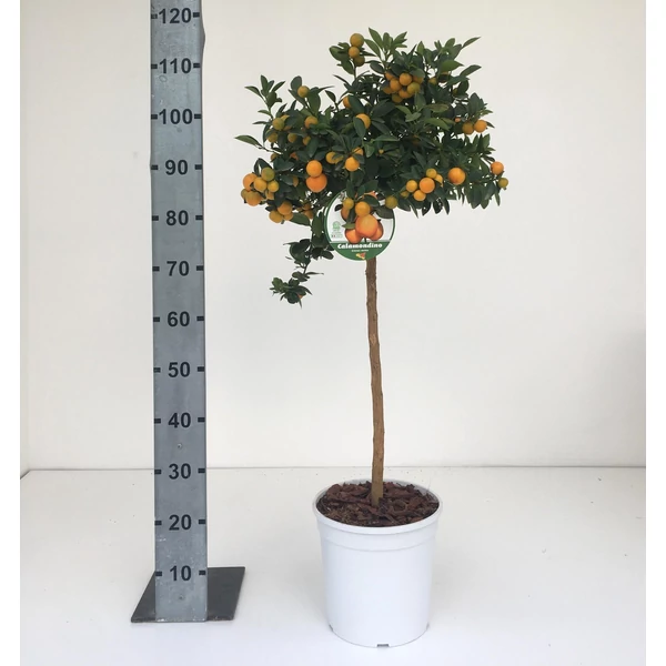 Kalamondin CITRUS CALAMONDINO T1/2 K12