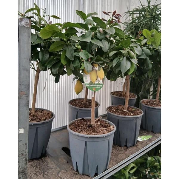 Citrom CITRUS LIMONE LUNARIO MINI TÖRZSÖN K12