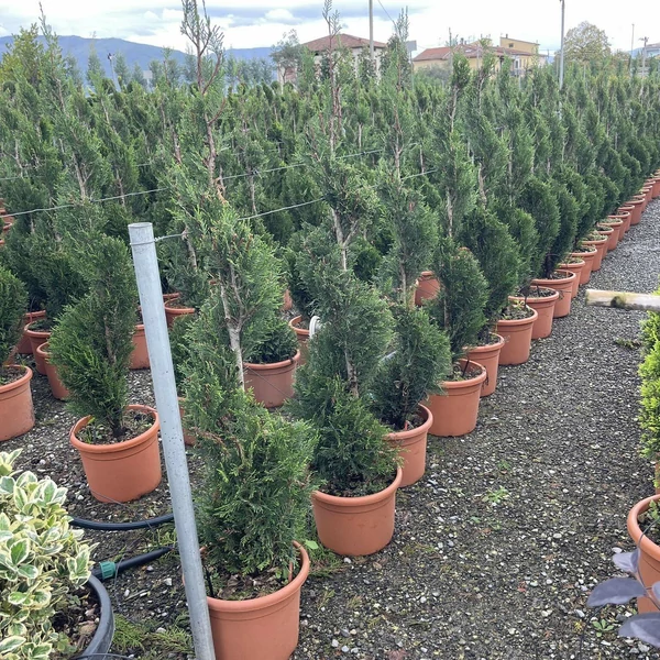 Leyland ciprus   CUPRESSOCYPARIS LEYLANDII PYRAMIDALIS SPIRÁL 120/140 K