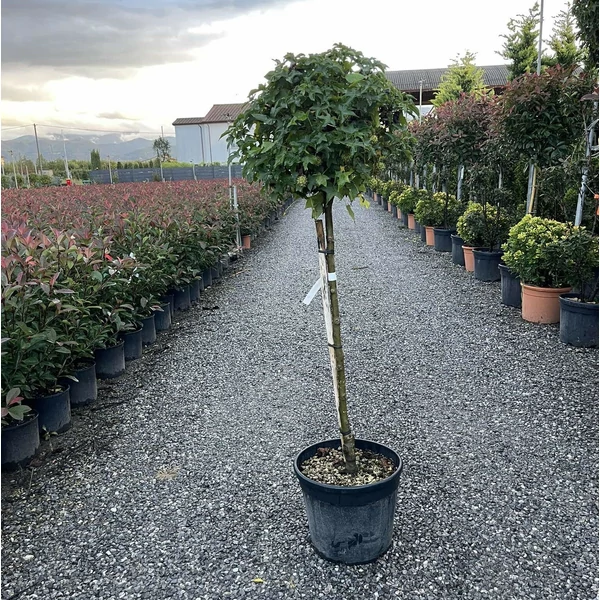 Amerikai ámbrafa   LIQUIDAMBAR STYRACIFLUA GUMBALL T1/2 K25