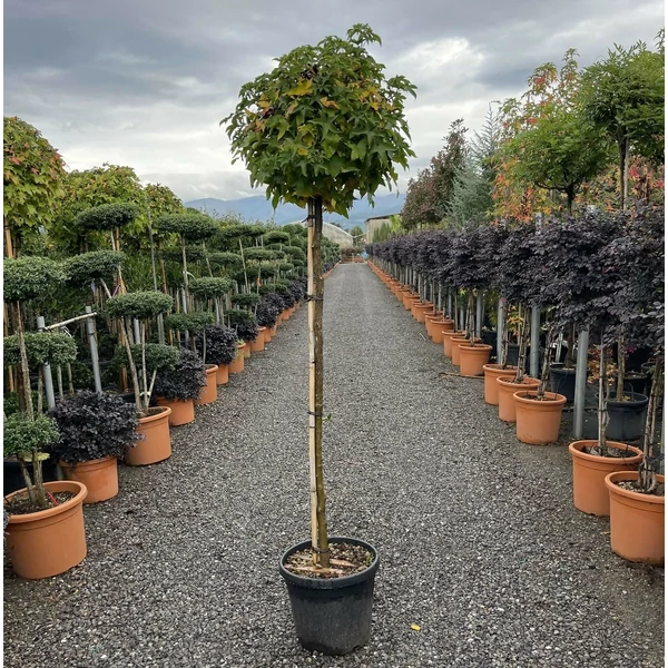 Amerikai ámbrafa   LIQUIDAMBAR STYRACIFLUA GUMBALL T150 K25