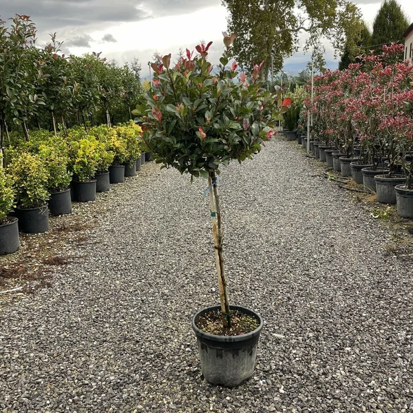 Örökzöld korallberkenye  PHOTINIA FRASERI LITTLE RED ROBIN T80 K25