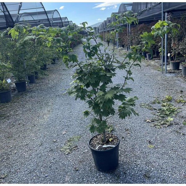 Japán juhar   ACER JAPONICUM VITIFOLIUM K18