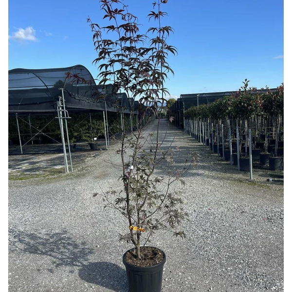 Japán juhar   ACER PALMATUM BLOODGOOD K18
