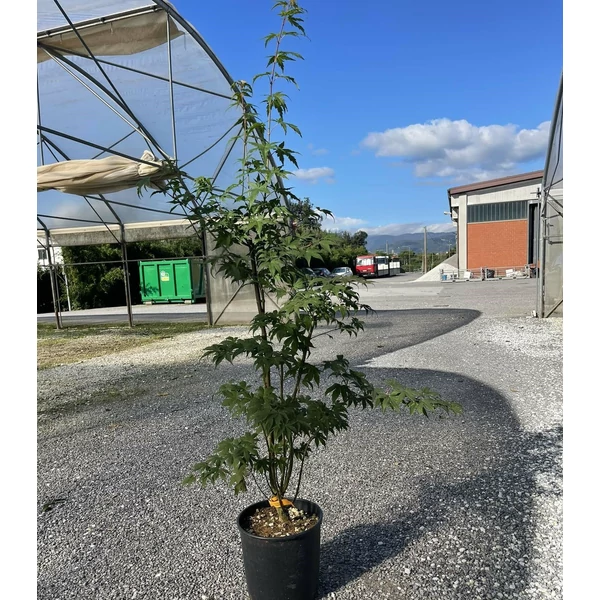 Japán juhar   ACER PALMATUM DESHOJO K10
