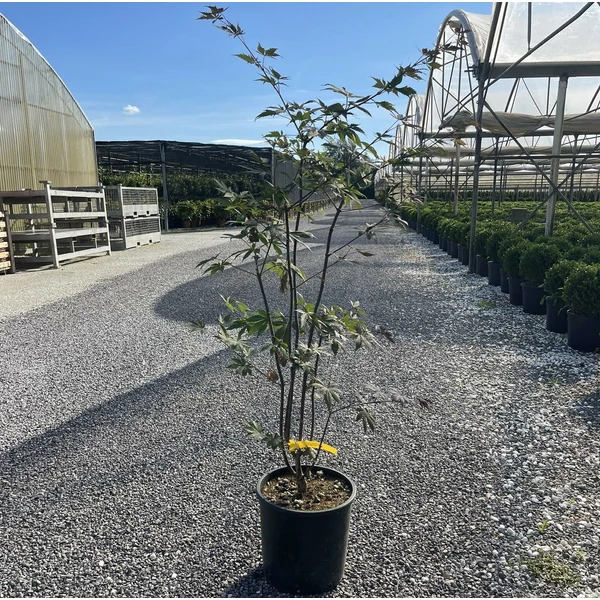 Japán juhar ACER PALMATUM TROMPENBURG K10