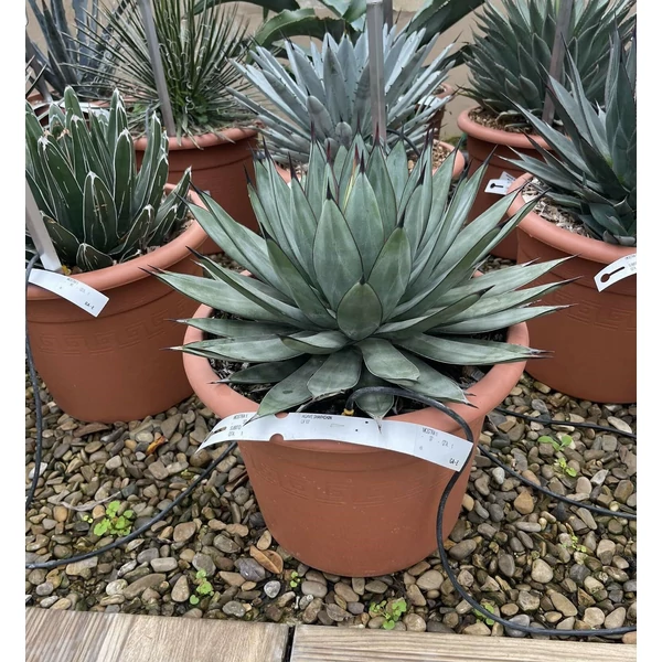Agávé   AGAVE SHARKSKIN K12