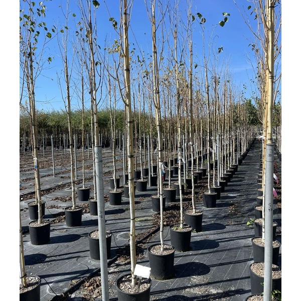 Himalájai nyír   BETULA UTILIS JACQUEMONTII T200 6/8 K18