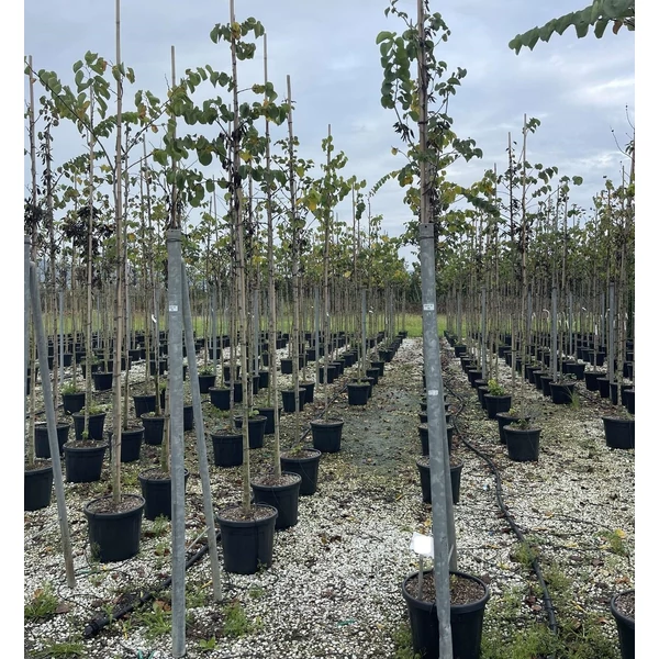 Közönséges júdásfa CERCIS SILIQUASTRUM T200 8/10 K30