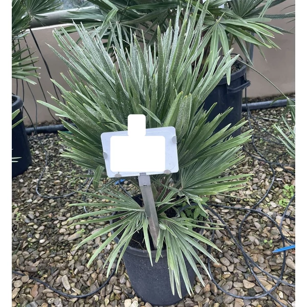Törpe lószőrpálma CHAMAEROPS HUMILIS COMPACTA 2TÖRZS K7
