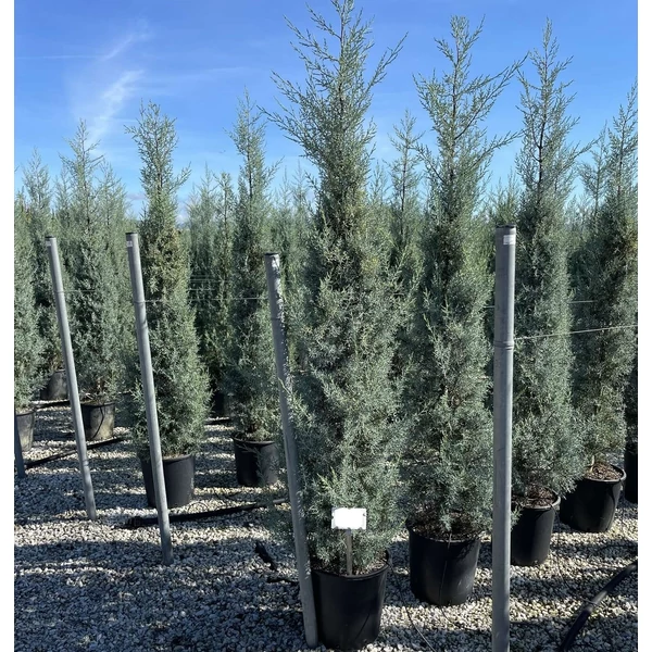 Oszlopos, kék arizoniai ciprus CUPRESSUS ARIZONICA FASTIGIATA 200/250 K25