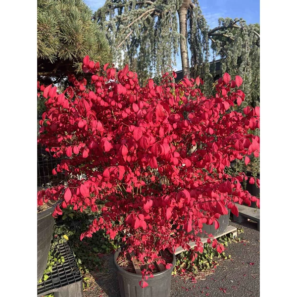 Szárnyas kecskerágó EUONYMUS ALATUS COMPACTUS K55