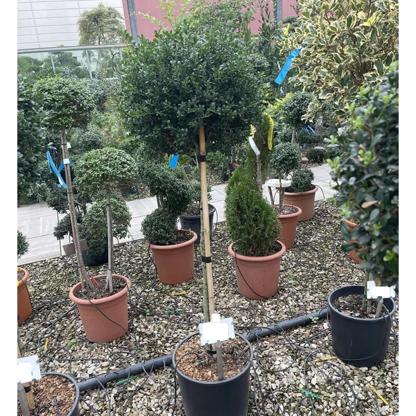 Magyal ILEX CRENATA GLORIE GEM T1/2 K18