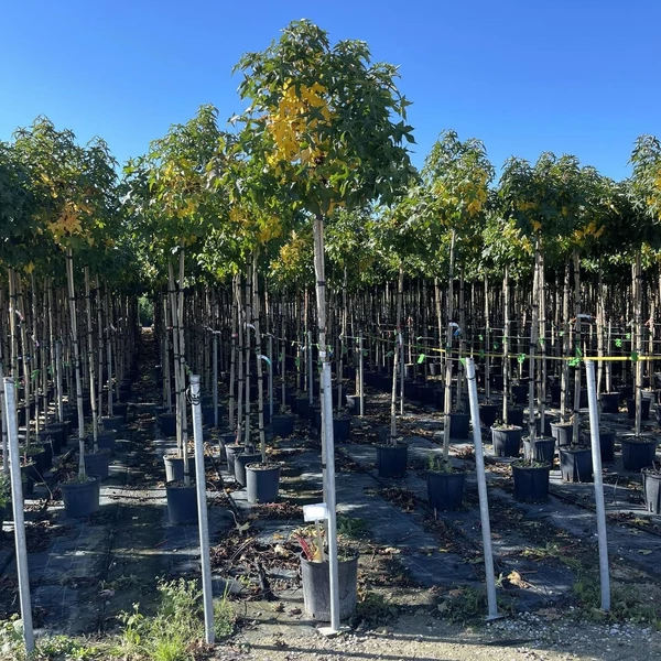 Amerikai ámbrafa  LIQUIDAMBAR STYRACIFLUA GUMBALL T200 6/8 K18