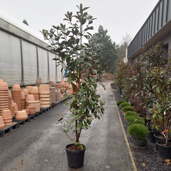 Örökzöld liliomfa   MAGNOLIA GRANDIFLORA GALLISONIENSIS PRAECOX 150/+ K25