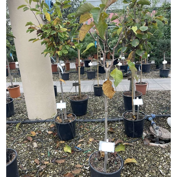 magnólia MAGNOLIA ACUMINATA YELLOW BIRD K18