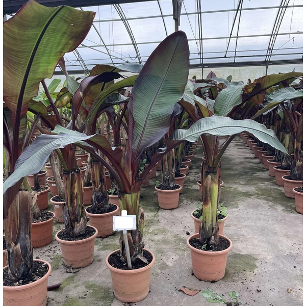Banán MUSA ENSETE MAURELLII 125/150 K12