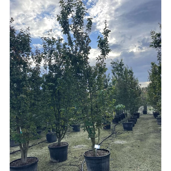 Oszlopos perzsafa  PARROTIA PERSICA VANESSA 300/350 K130