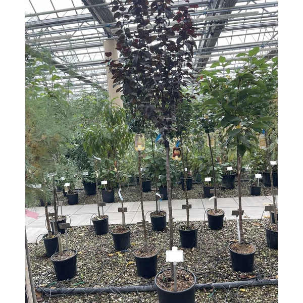 Vérszilva   PRUNUS CERASIFERA PISSARDI T1/2 K18