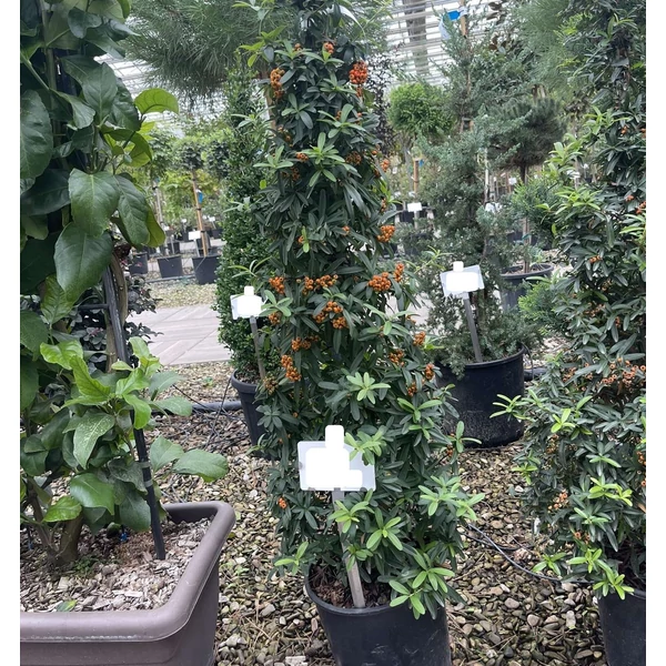 Tűztövis    PYRACANTHA NAVAHO KÚP 60/80 K10