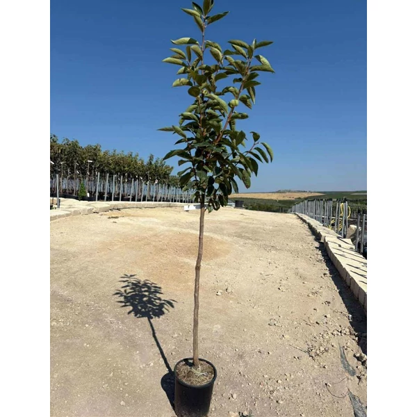 Datolyaszilva DIOSPYROS KAKI VANIGLIA T1/2 K10