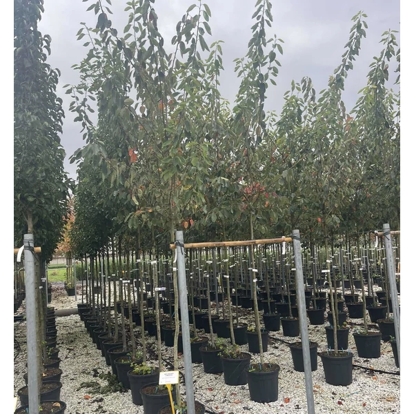 Mézalmácska AMELANCHIER LAMARCKII T200 8/10 K30