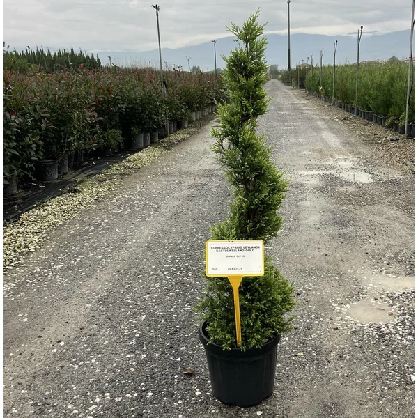 Arany lombú leyland ciprus CUPRESSOCYPARIS LEYLANDII CASTLEWELLAN GOLD SPIRÁL 80/+ K10