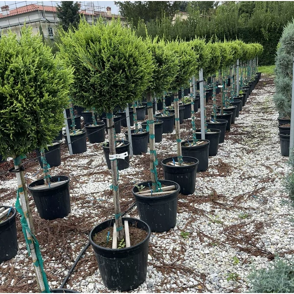 Arany lombú leyland ciprus CUPRESSOCYPARIS LEYLANDII CASTLEWELLAN GOLD T1/2 K25