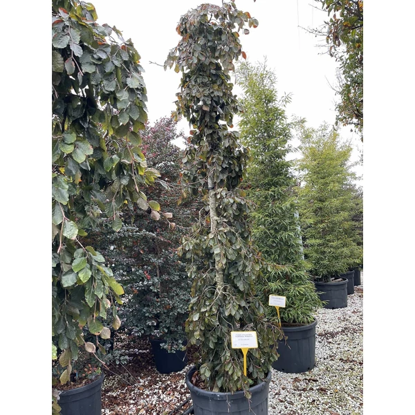Csüngő vöröslevelű bükk  FAGUS SYLVATICA PURPUREA PENDULA 300/350 K90