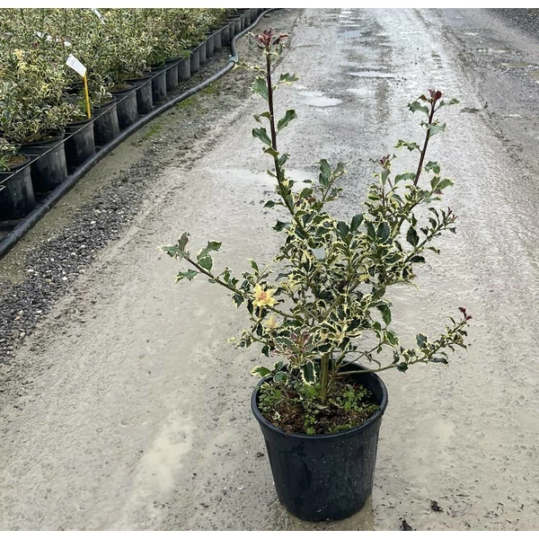 Közönséges magyal   ILEX AQUIFOLIUM ARGENTEOMARGINATA 40/+ K9