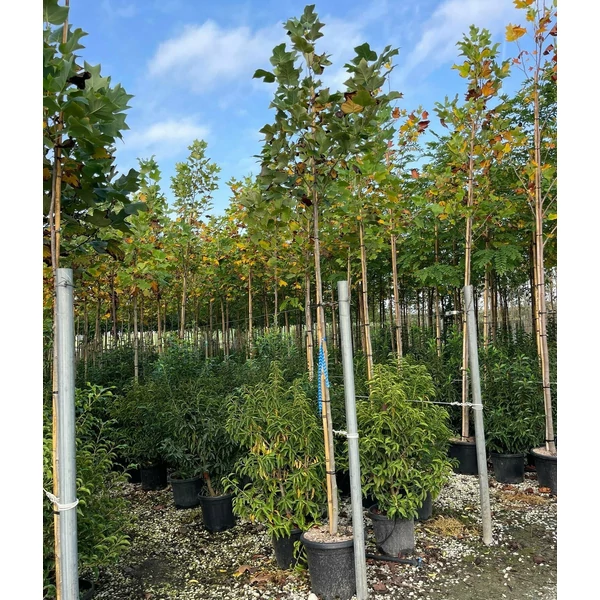 Tulipánfa LIRIODENDRON TULIPIFERA T200 8/10 K30