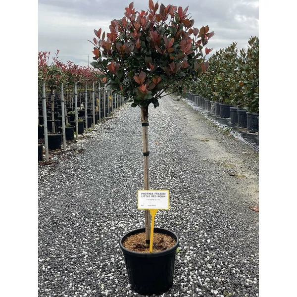 Örökzöld korallberkenye   PHOTINIA FRASERI LITTLE RED ROBIN T1/2 K18
