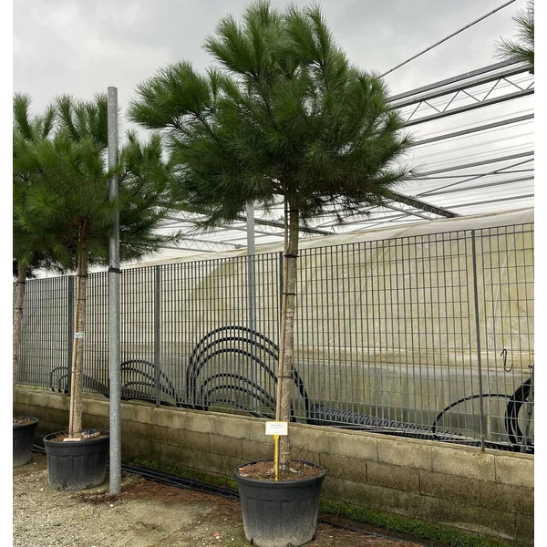 Mandulafenyő PINUS PINEA T150 20/25 K130