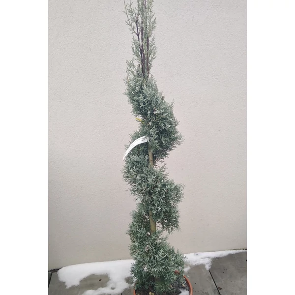 Oszlopos, kék arizoniai ciprus CUPRESSUS ARIZONICA FASTIGIATA SPIRÁL 100/+ K12
