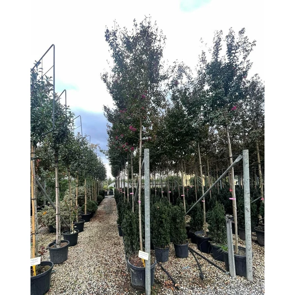Kínai selyemmirtusz   LAGERSTROEMIA INDICA T200 12/16 K55