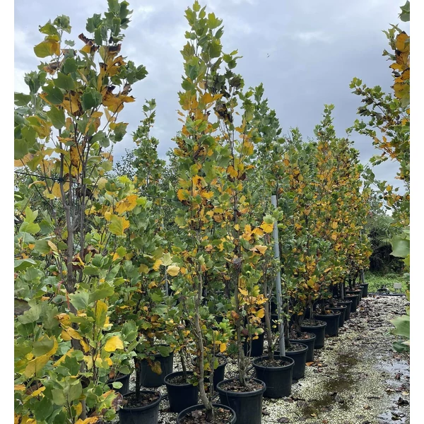 Tulipánfa    LIRIODENDRON TULIPIFERA FASTIGIATA 250/300 K45