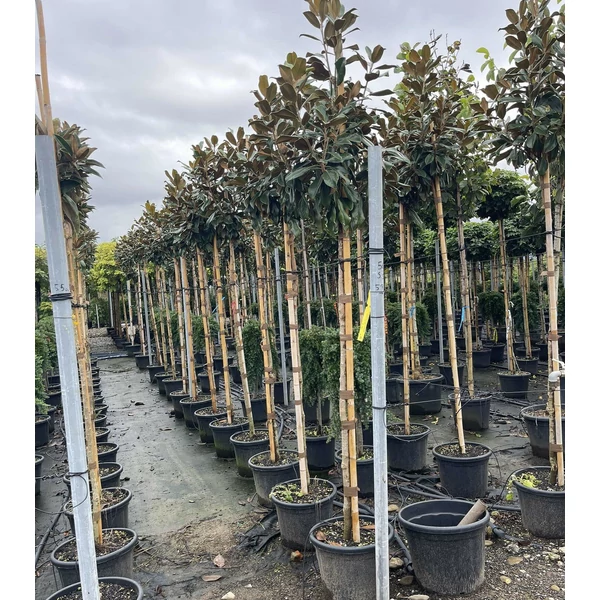 Örökzöld liliomfa   MAGNOLIA GRANDIFLORA GALLISONIENSIS PRAECOX T200 8/10 K