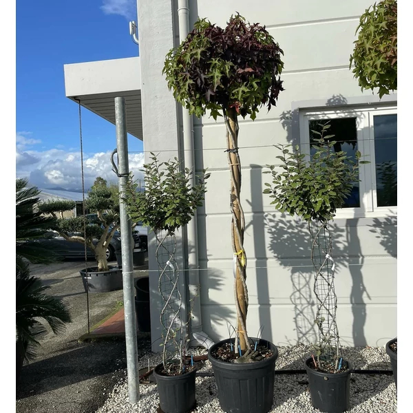 Amerikai ámbrafa   LIQUIDAMBAR STYRACIFLUA GUMBALL T200 CSAVART TÖRZS K50