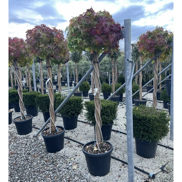 Amerikai ámbrafa   LIQUIDAMBAR STYRACIFLUA GUMBALL T3/4 CSAVART TÖRZS K35