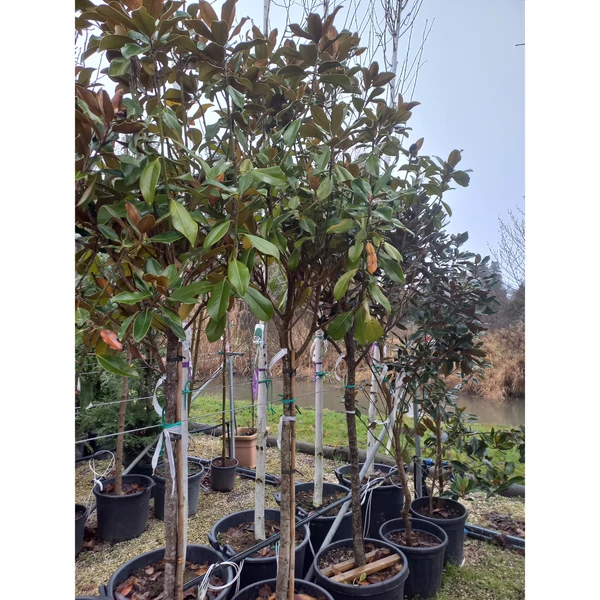 Örökzöld liliomfa   MAGNOLIA GRANDIFLORA GALLISONIENSIS PRAECOX T3/4 K55