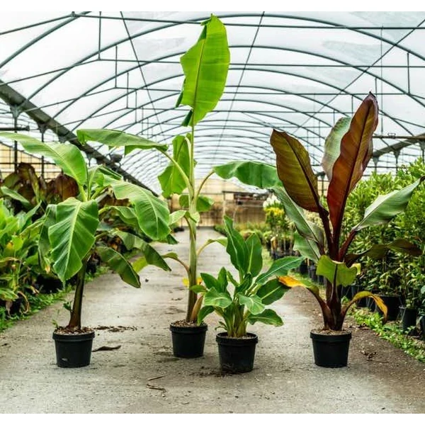 Arany lótuszbanán MUSELLA LASIOCARPA K7