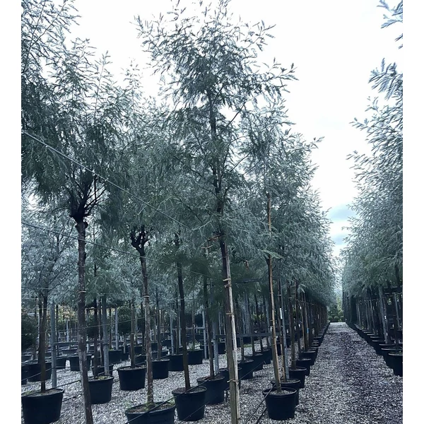 Acacia ACACIA DEALBATA T200 14/16 K70