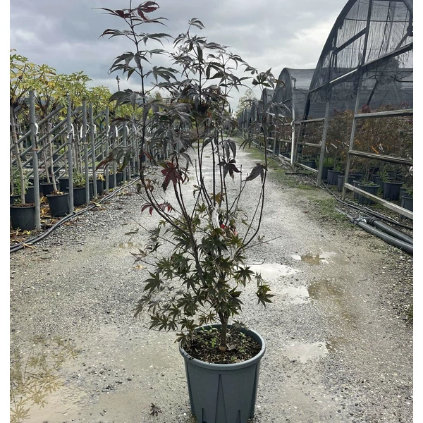 Japán juhar   ACER PALMATUM BLOODGOOD 80/100 K15