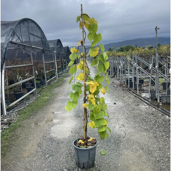 júdásfa  CERCIS CANADENSIS GOLDEN FALLS 150/200 K18
